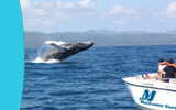 Whale Watching Tour and Excursion in Samana with Marivanna Tours...